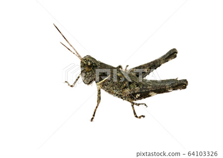 Image of brown grasshopper isolated on white 64103326