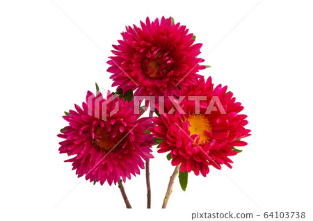 aster flower isolated aster flower isolated 64103738