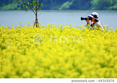 京畿道九里市漢江市民公園的油菜田青少年 64103878