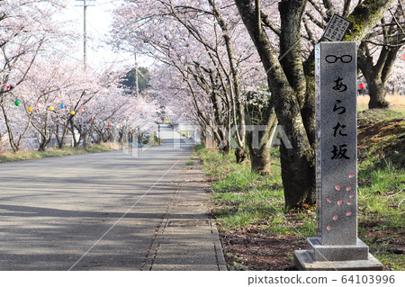 Aratazaka Spring Cherry blossoms in full bloom (Awara City, Fukui Prefecture) 64103996