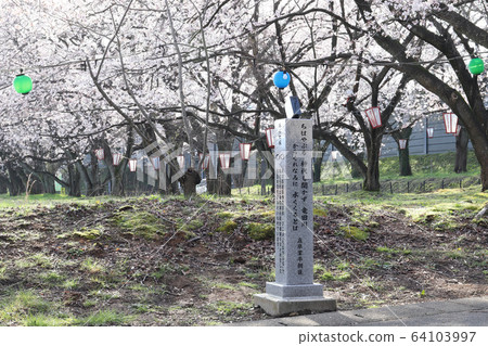 Aratazaka Spring Cherry blossoms in full bloom (Awara City, Fukui Prefecture) 64103997
