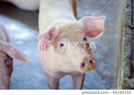 Group of pig that looks healthy in local ASEAN pig Group of pig that looks healthy in local ASEAN pig 64104138
