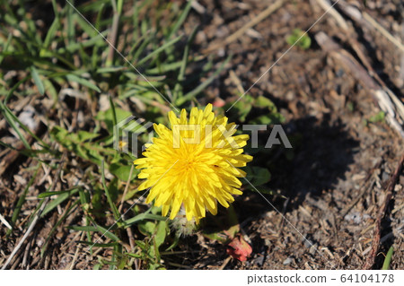 Dandelion Dandelion 64104178