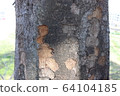 Bark 64104185