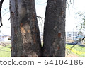 Trees 64104186
