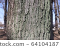 Tree 64104187