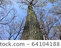 large tree  64104188
