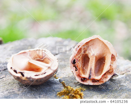 Walnut shells eaten by squirrels 64105236