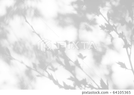 shadows of the tree branches on a white wall 64105365