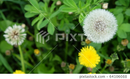 White dandelion on a green field. Wildflowers. 64106088