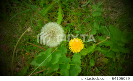 White dandelion on a green field. Wildflowers. White dandelion on a green field. Wildflowers. 64106089