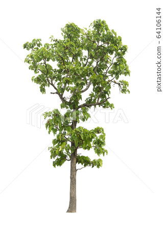 Trees on a isolated white background Trees on a isolated white background 64106144