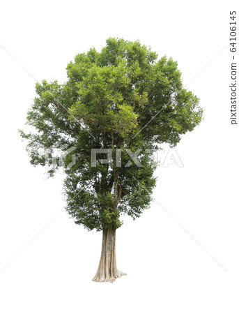Trees on a isolated white background Trees on a isolated white background 64106145