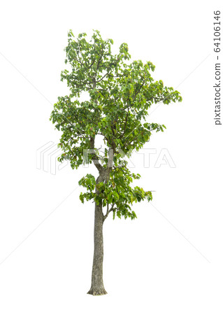 Trees on a isolated white background 64106146