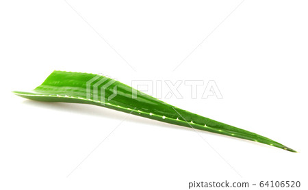 Aloe vera plant isolated on white background. Aloe Aloe vera plant isolated on white background. Aloe 64106520