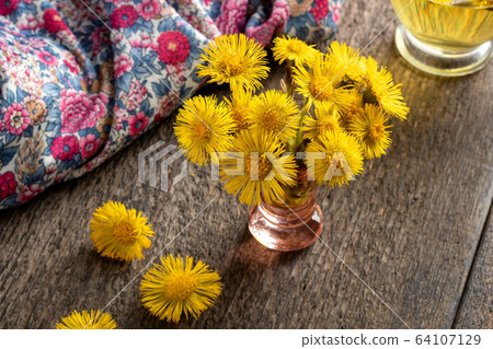 Fresh coltsfoot flowers collected in spring Fresh coltsfoot flowers collected in spring 64107129