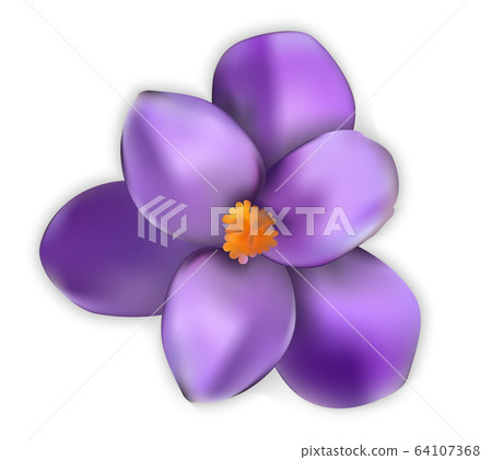 Naturalistic colorful spring flower. Opened and Naturalistic colorful spring flower. Opened and 64107368