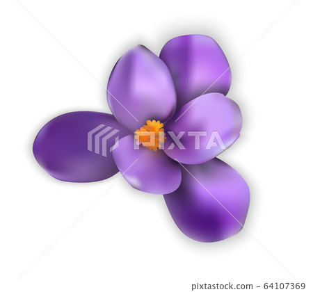 Naturalistic colorful spring flower. Opened and Naturalistic colorful spring flower. Opened and 64107369
