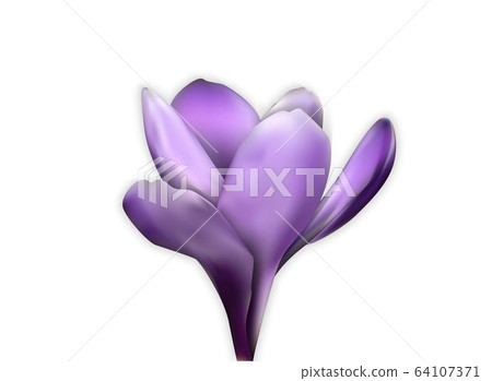 Naturalistic colorful spring flower. Opened and Naturalistic colorful spring flower. Opened and 64107371