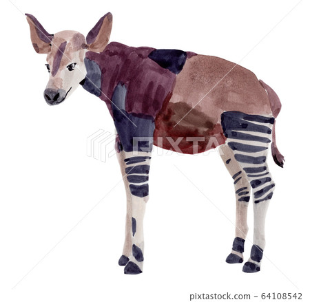 Handwork watercolor illustration of okapi 64108542