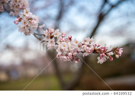 Cherry blossoms Cherry blossoms 64109532