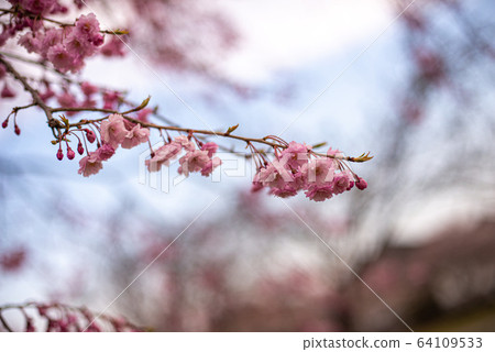 Cherry blossoms 64109533