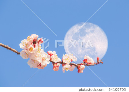 杏花和超級月亮（天月亮），幻想圖像 64109703
