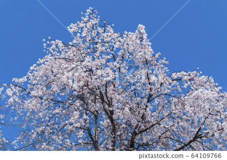 [Spring image] cherry blossoms in full bloom and blue sky 64109766
