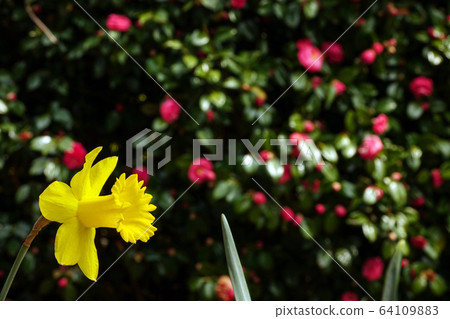 Gonggotyi, Daffodils and Camellia Flowers in Geoje-si, Gyeongsangnam-do 64109883
