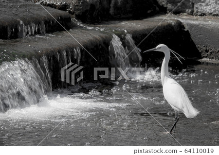 優雅的白鷺(白鷺),野生鳥 優雅的白鷺(白鷺),野生鳥 64110019