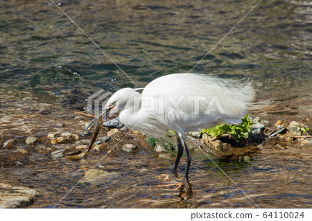 白鷺(白鷺),野生鳥類 白鷺(白鷺),野生鳥類 64110024