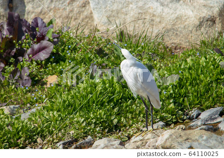 大白鷺(白鷺)在春天的草地,野生鳥上曬日光浴 大白鷺(白鷺)在春天的草地,野生鳥上曬日光浴 64110025