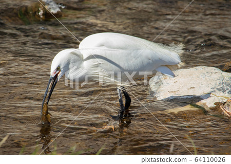 Egrets (Egrets), wild birds 64110026