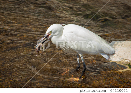 Egrets (Egrets), wild birds 64110031