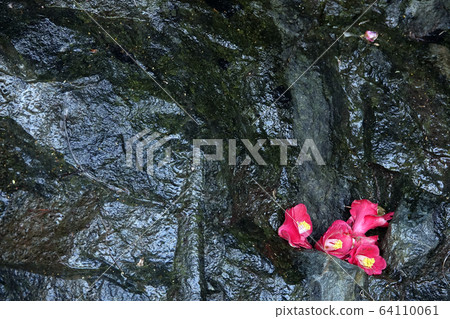 Camellia flower that fell on a rock 64110061