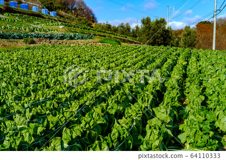 Agricultural products 64110333