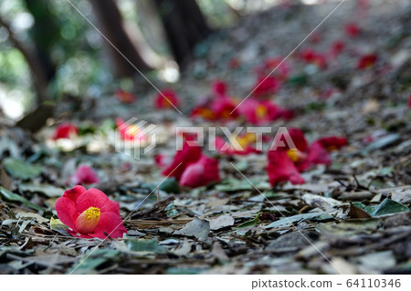 巨濟市吉辛多山茶花森林步道 巨濟市吉辛多山茶花森林步道 64110346