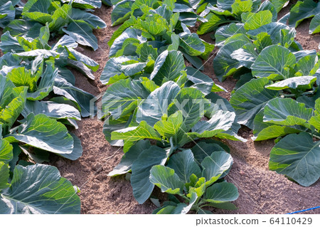 Agricultural products cabbage Agricultural products cabbage 64110429