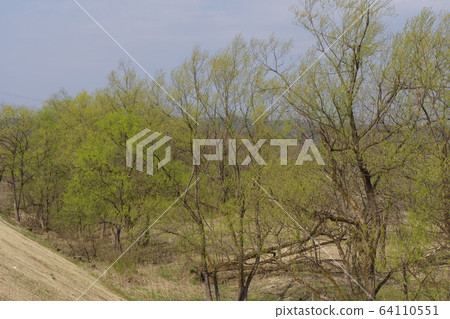 長廊 長廊 64110551