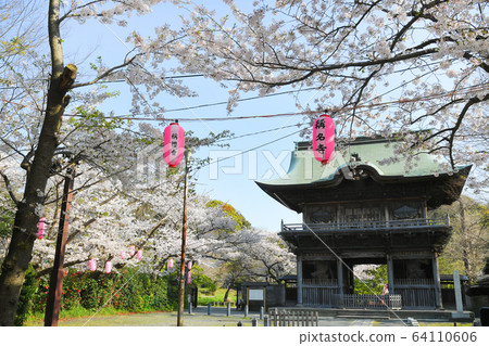 Cherry blossoms at Kanazawa Kanazawa Ward Cherry blossoms at Kanazawa Kanazawa Ward 64110606