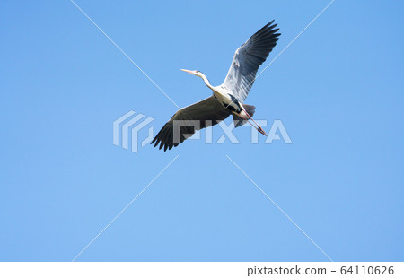 藍色野生鳥類 64110626