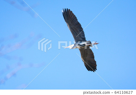 藍色野生鳥類 64110627