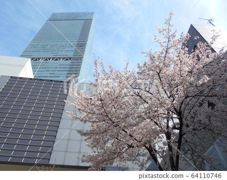 Bill and cherry tree 64110746