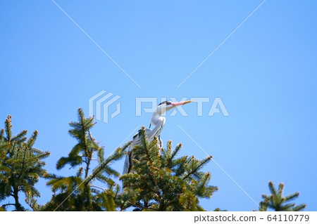 Blue wild bird Blue wild bird 64110779