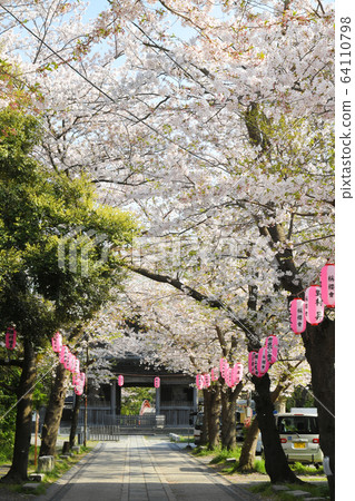Cherry blossoms at Kanazawa Kanazawa Ward Cherry blossoms at Kanazawa Kanazawa Ward 64110798