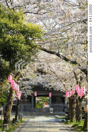 Cherry blossoms at Kanazawa Kanazawa Ward Cherry blossoms at Kanazawa Kanazawa Ward 64110800