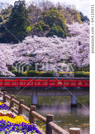 櫻花和安倍文殊院 櫻花和安倍文殊院 64110931