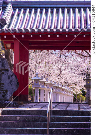 Abe Bunju-in Temple approaching in full bloom 64110944