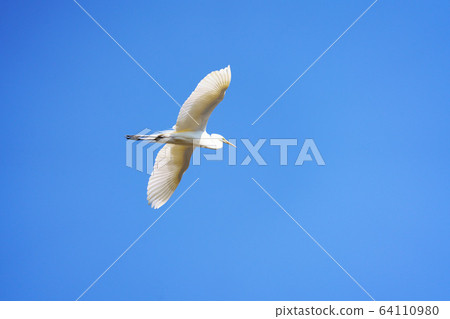 Great Egret Wild Bird 64110980