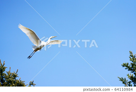 Great Egret Wild Bird Great Egret Wild Bird 64110984